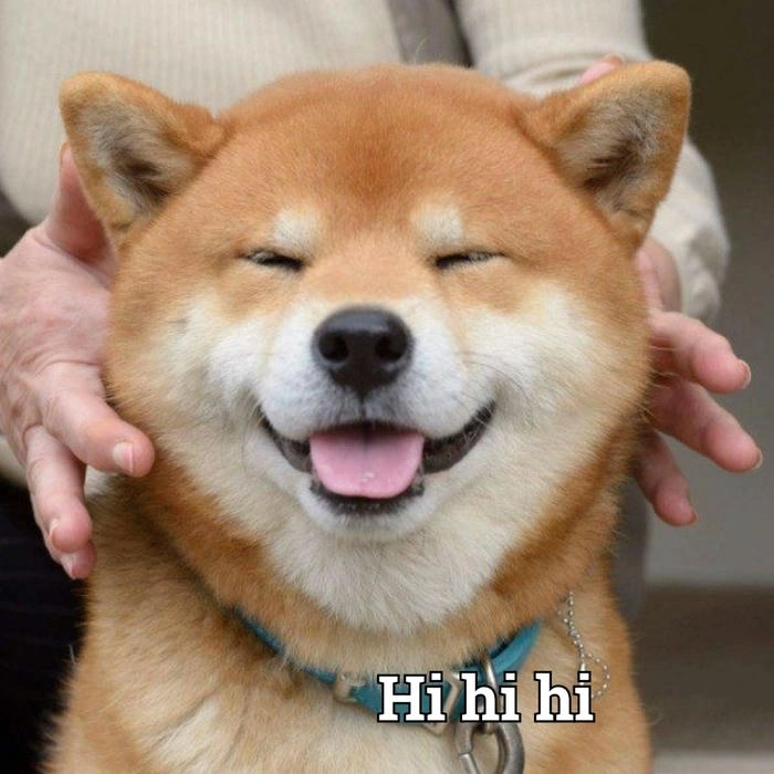 Meme con chó mặt cười đểu