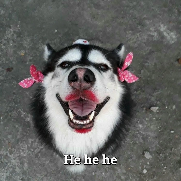 Meme hài chó cười kiểu đểu giả