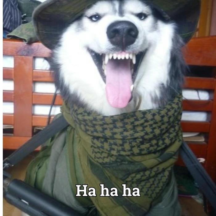 Meme chó mặt cười đểu chất lừ