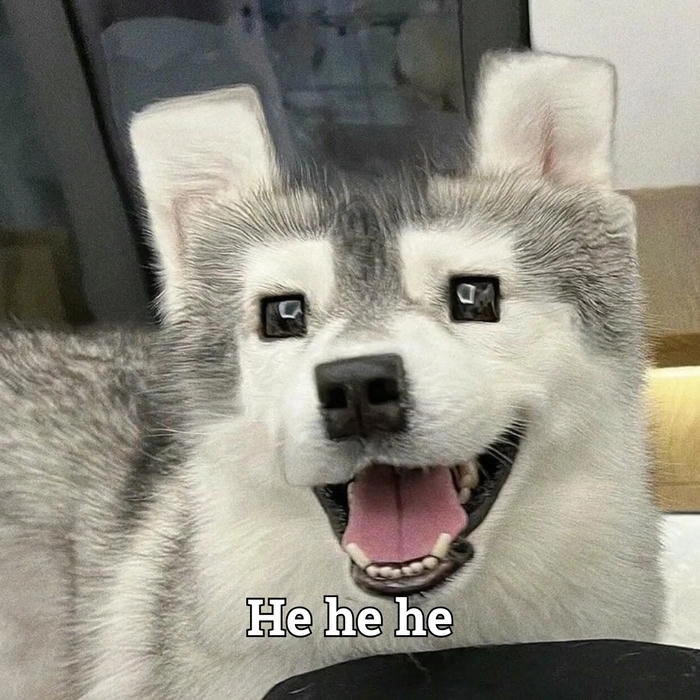 Meme hài về chó cười đểu cute