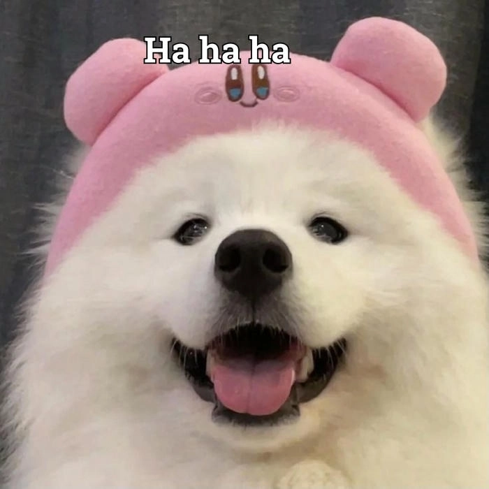 Chó cười đểu trong meme độc đáo