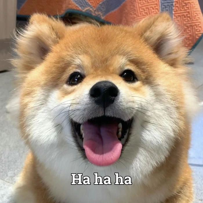 Hình ảnh meme chó cười đểu khó đỡ