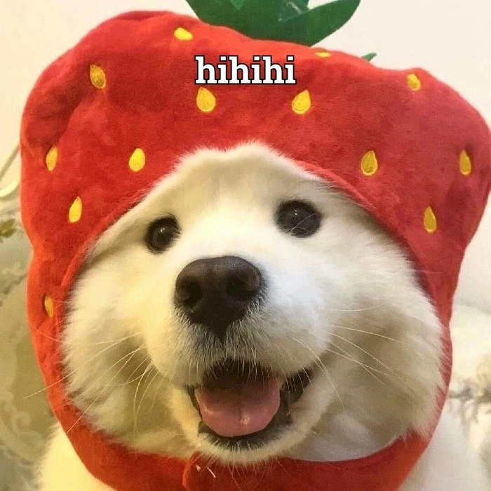 Hình meme con chó troll cười đểu