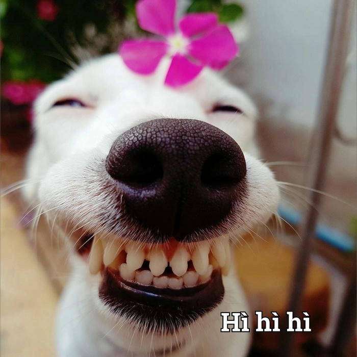 Meme chó cười đểu hot trend