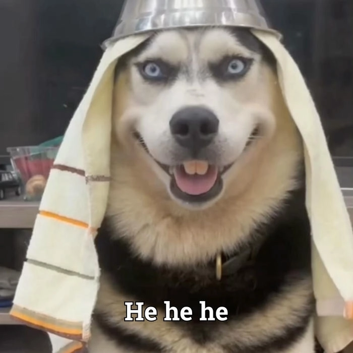Meme hài chó mặt cười gian xảo