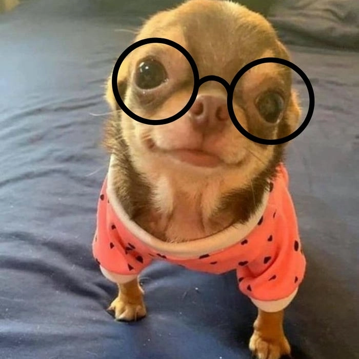 Meme thú vị chó đeo mắt kính