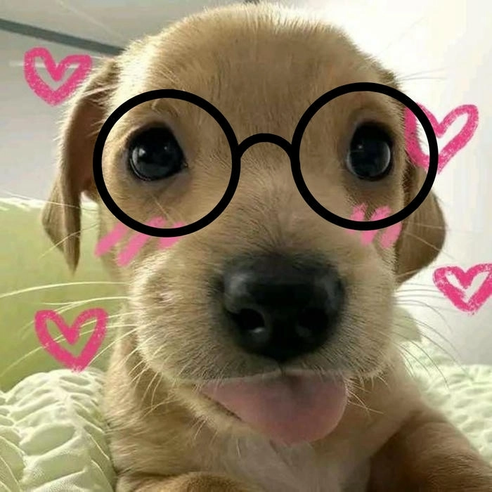 Ảnh meme con chó đeo kính dễ thương