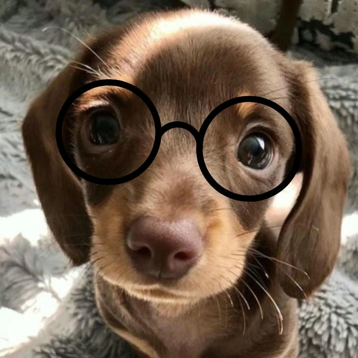 Hình ảnh meme chó đeo mắt kính bá đạo