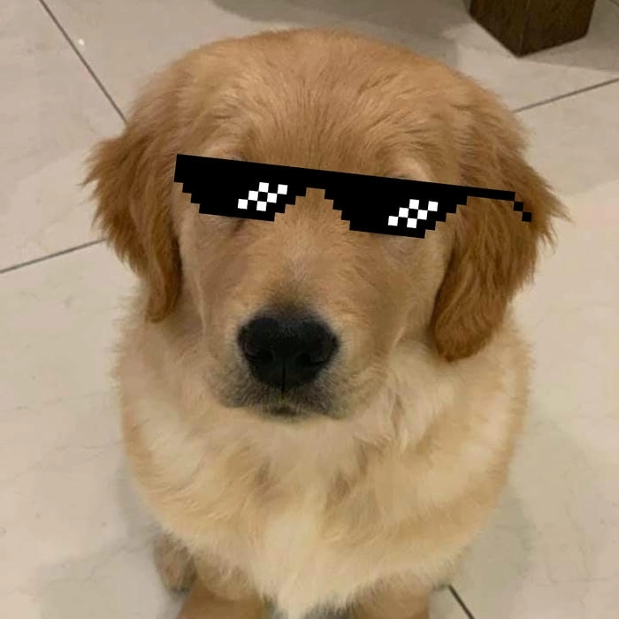 Chó đeo mắt kính meme cool ngầu
