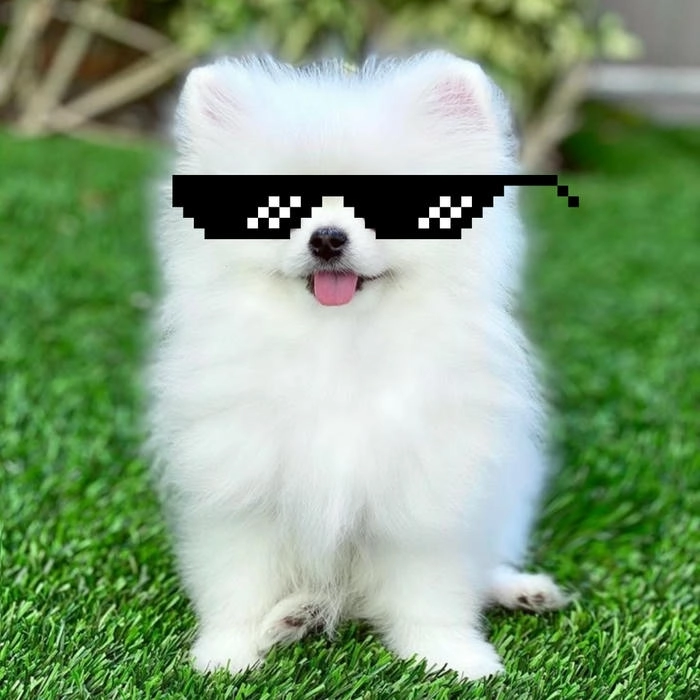 Meme con chó đeo kính dễ thương