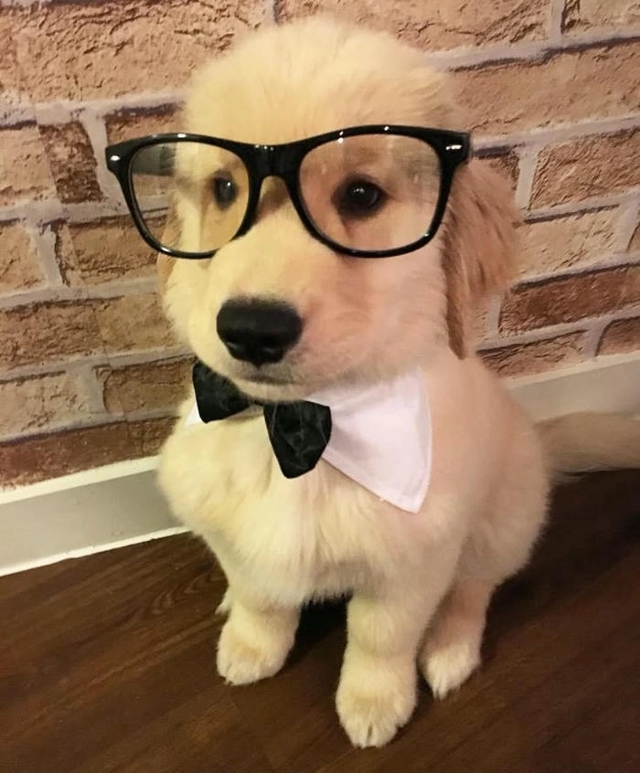 Ảnh meme hài con chó đeo kính