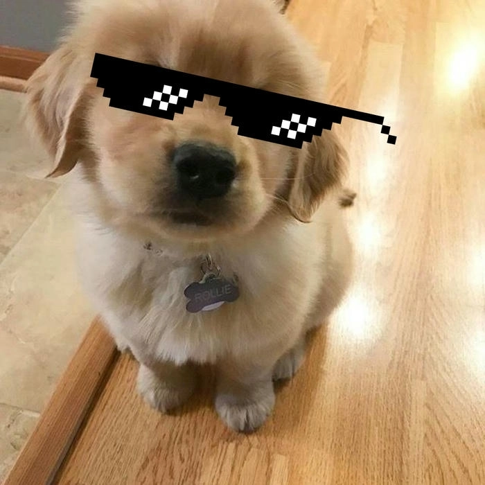 Chó đeo kính meme hot trend