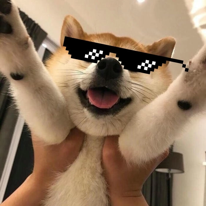 Meme chó đeo kính hài hước