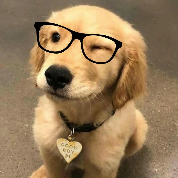 Meme hài chó đeo mắt kính