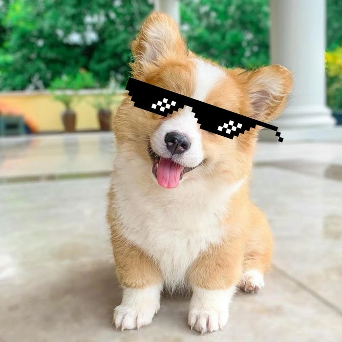 Chó đeo kính meme ngầu lòi