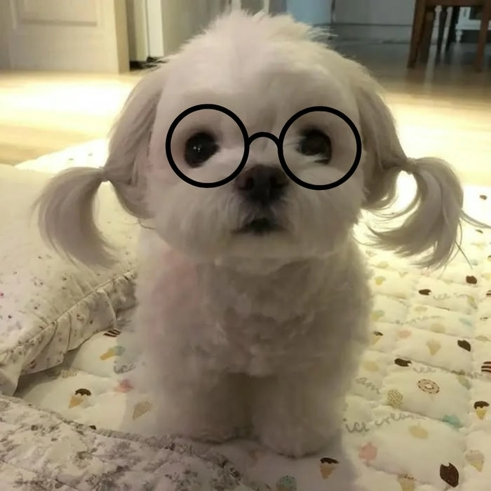 Meme chó đeo kính hài hước