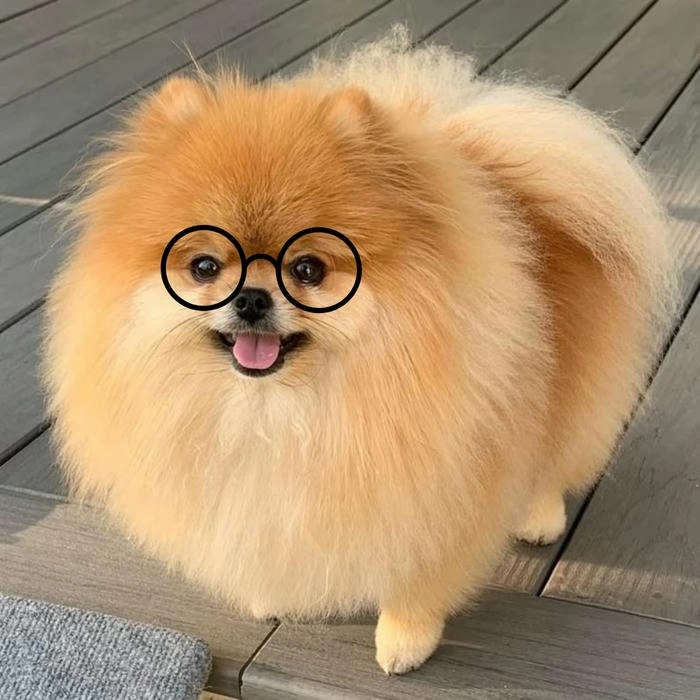Meme con chó đeo kính cận đáng yêu