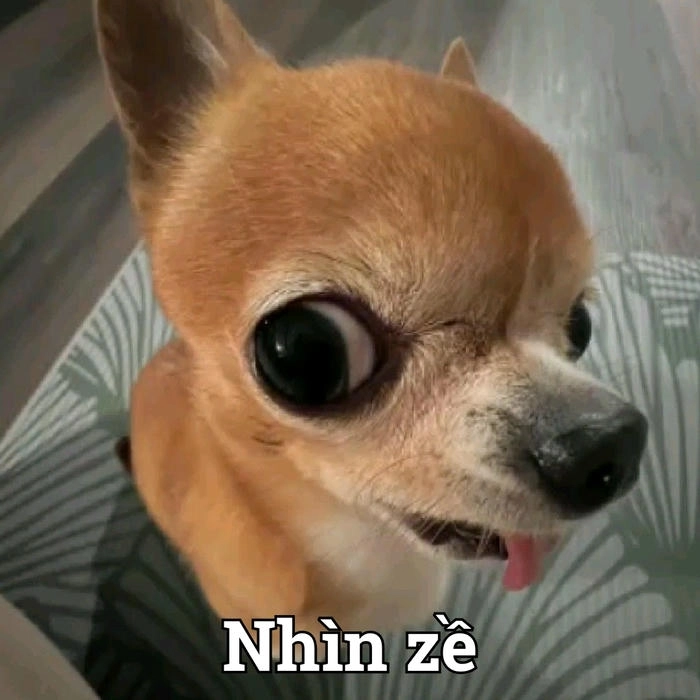 Chó lè lưỡi meme chất chơi