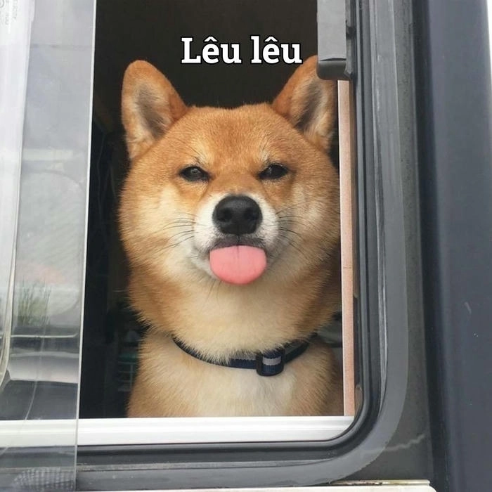 Hình chế meme chó lè lưỡi 