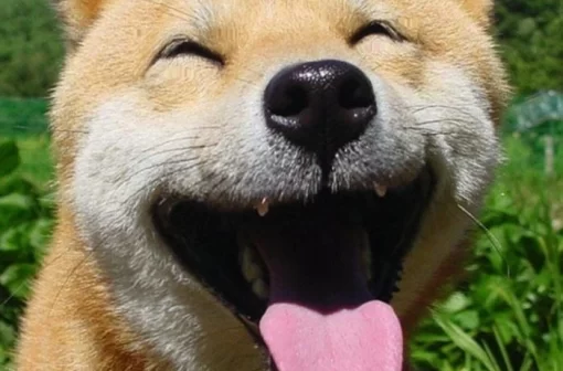 Top 105+ ảnh meme chó lè lưỡi bá đạo gây sốt mạng xã hội