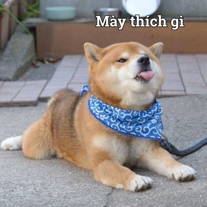 Meme chó lè lưỡi hài hước
