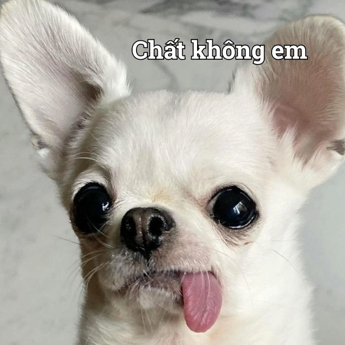 Chó lè lưỡi meme cực chất 