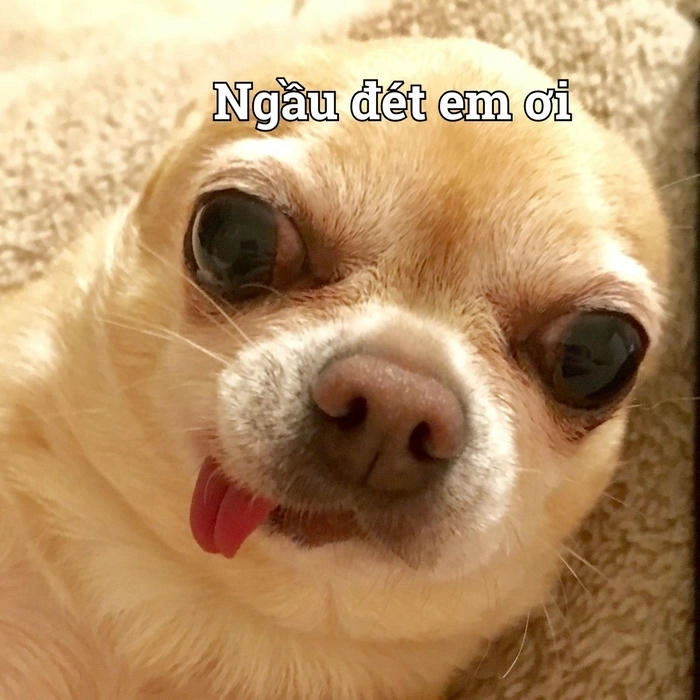 Meme chó lè lưỡi lém lỉnh 