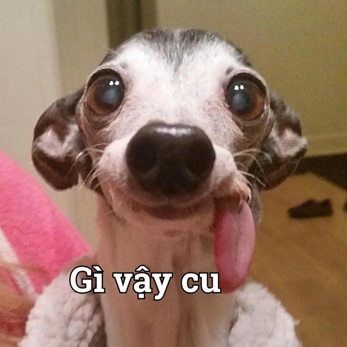 Meme chó lè lưỡi siêu hài 