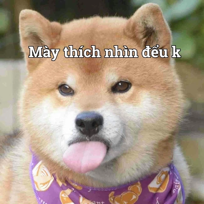 Con chó meme lè lưỡi hài 