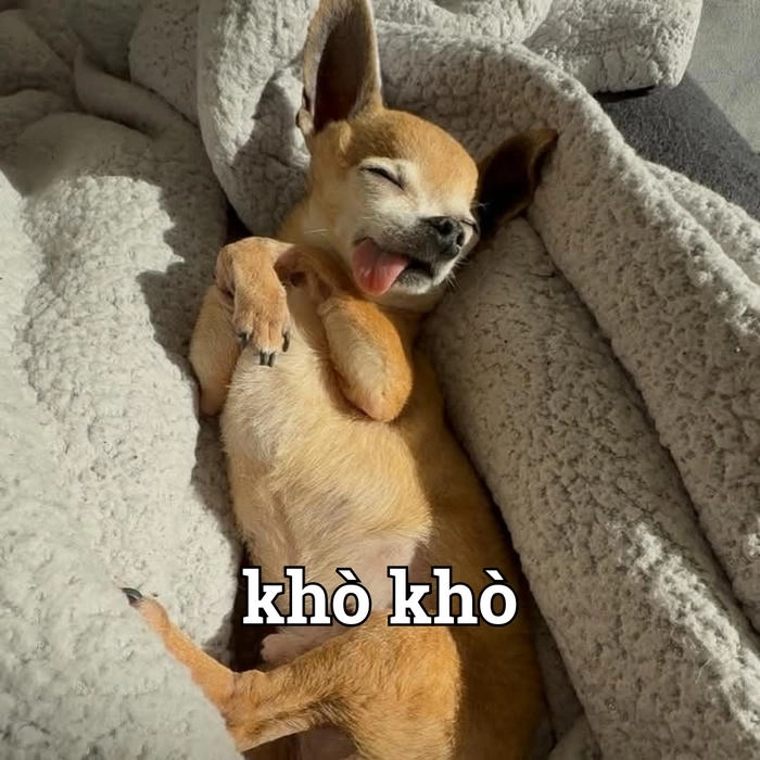 Hình meme chó lè lưỡi cute 
