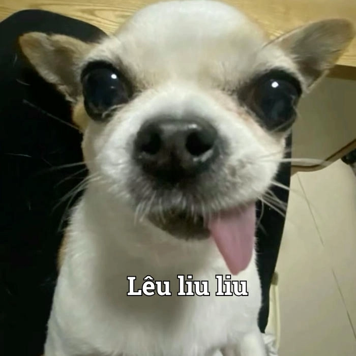 Meme chó lè lưỡi ngộ nghĩnh 