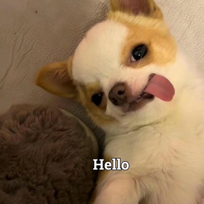 Ảnh meme chó lè lưỡi cực hài 