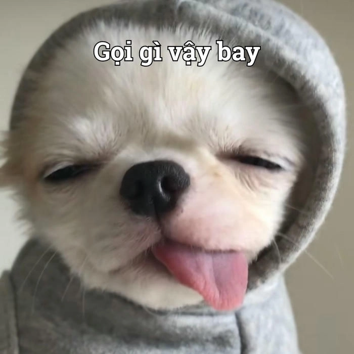 Meme chó lè lưỡi dễ thương 