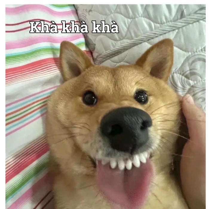 Meme chó lè lưỡi buồn cười 
