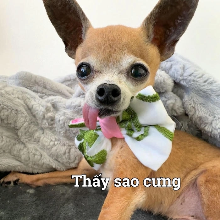 Meme hài con chó lè lưỡi 