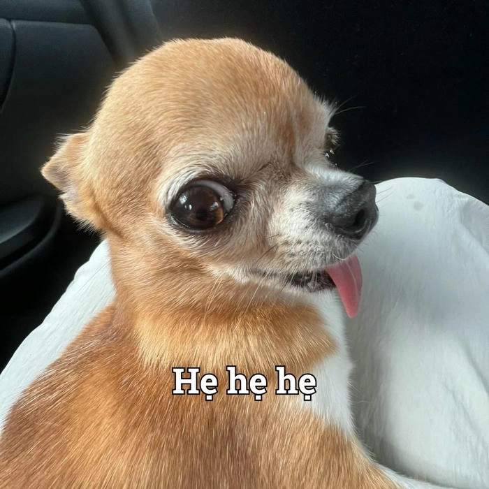 Hình ảnh chó lè lưỡi meme độc lạ 