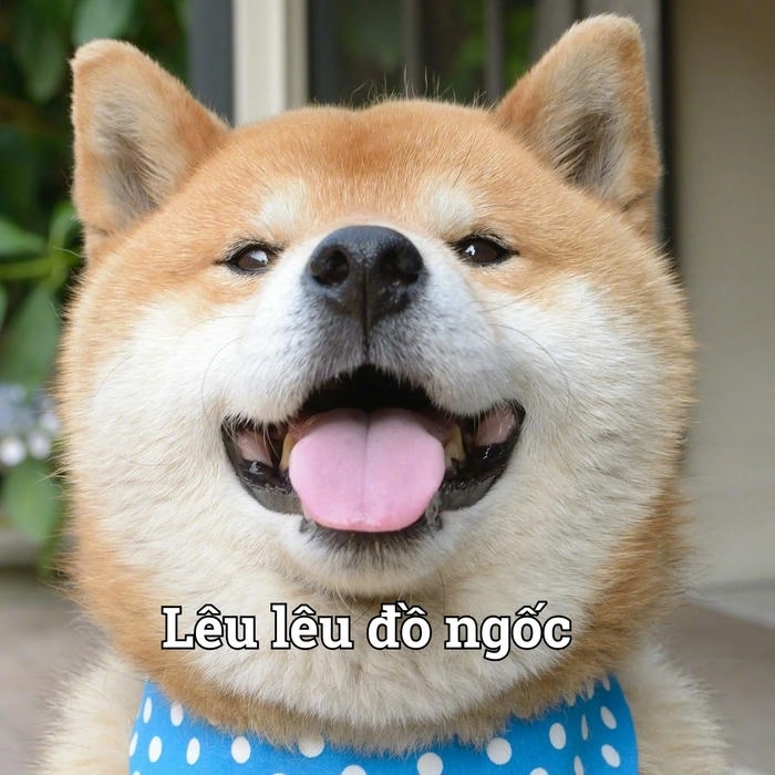 Meme con chó lè lưỡi dễ thương 