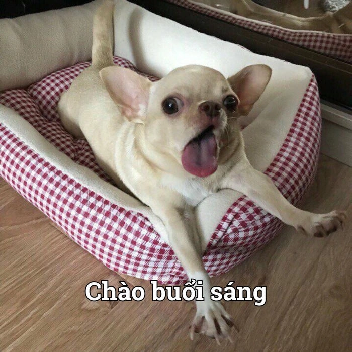 Meme chó lè lưỡi gây cười 
