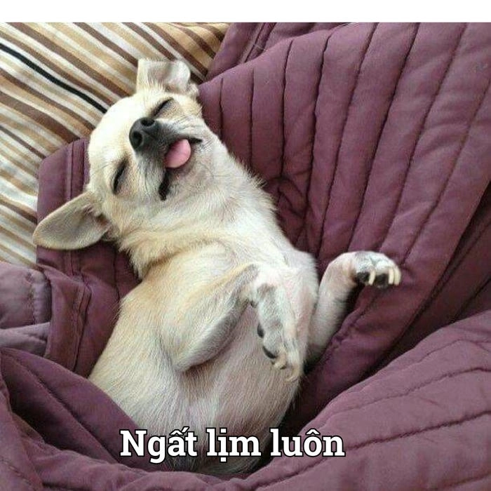 Con chó lè lưỡi meme đáng yêu 