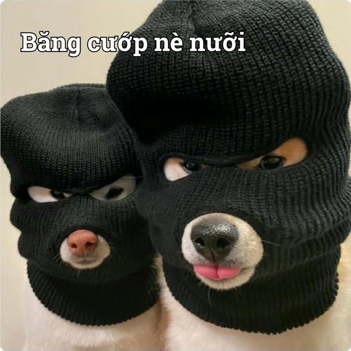 Meme chó lè lưỡi đáng yêu nhất 