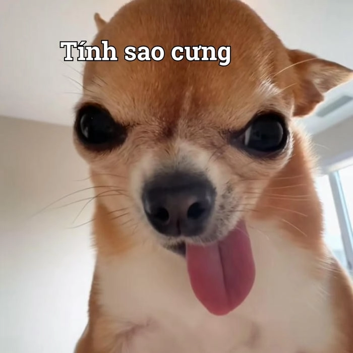Chó lè lưỡi meme vui nhộn 