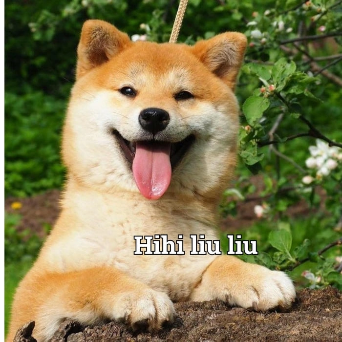 Ảnh chó lè lưỡi chế meme 