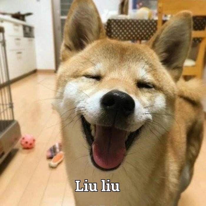 Meme chó lè lưỡi hài hước 