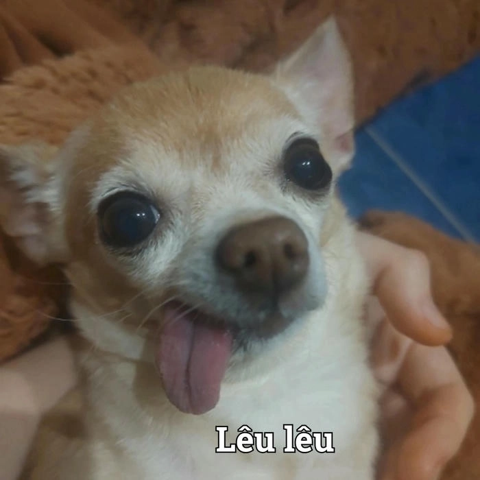 Ảnh meme chó lè lưỡi siêu lầy