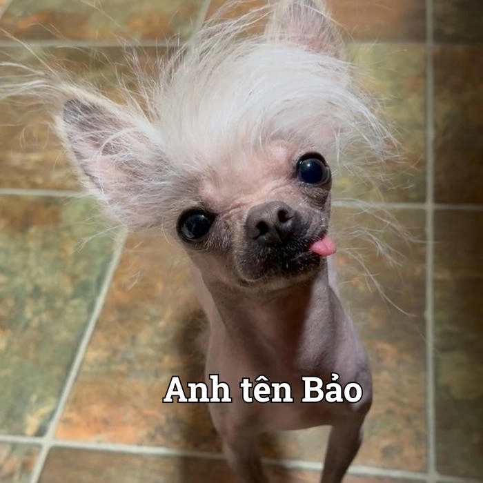 Con chó lè lưỡi meme cực bựa