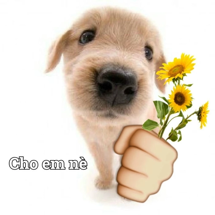 Meme chó gây cười tặng hoa 