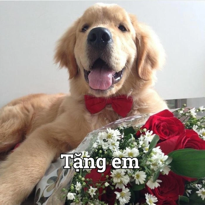 Meme chó cầm hoa siêu lầy 