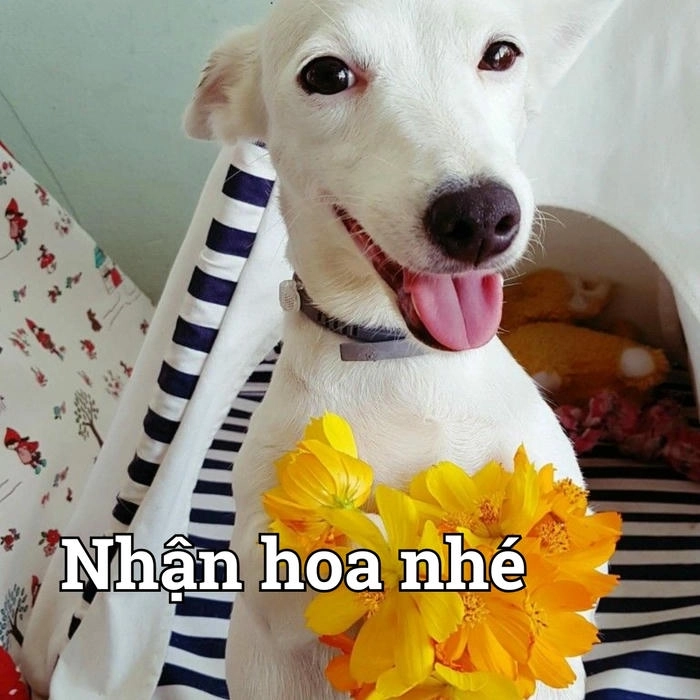 Chó meme đáng yêu cầm hoa 