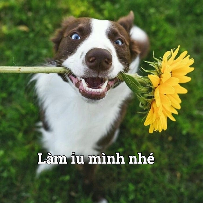 Hình chó meme đang tặng hoa 
