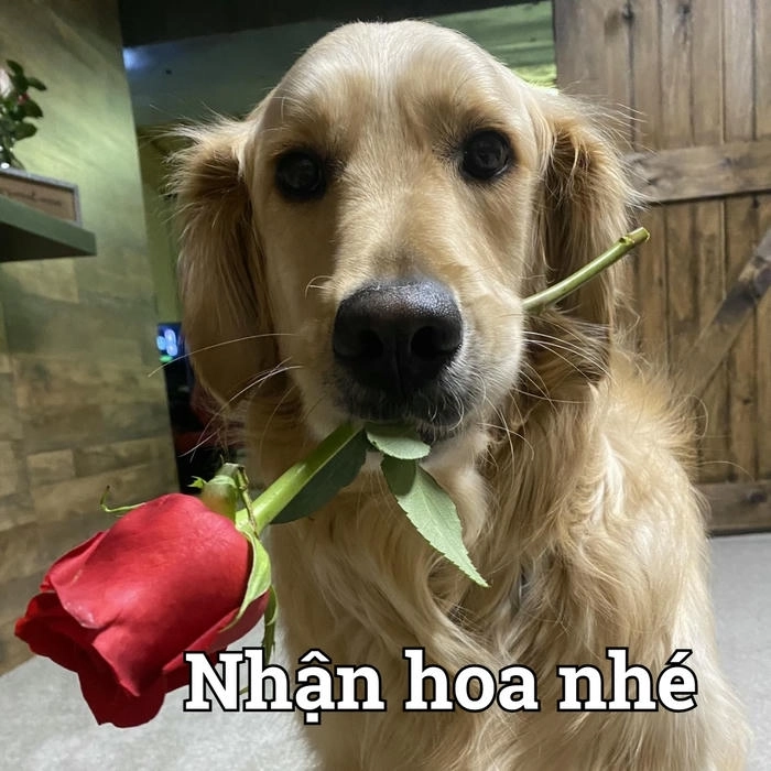 Meme chó troll tặng hoa cute 